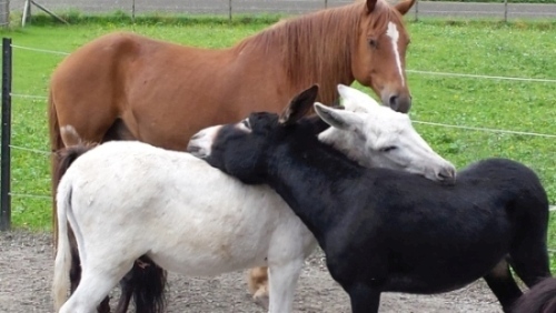 Unsere Ponys beim Kuscheln