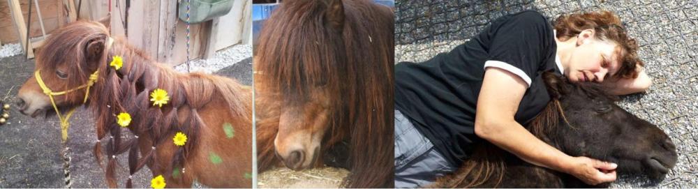 Heute sind die drei Ponys gesund