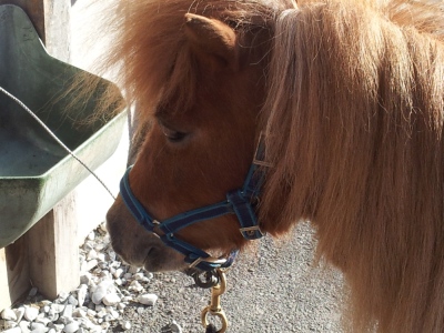 Gipsy