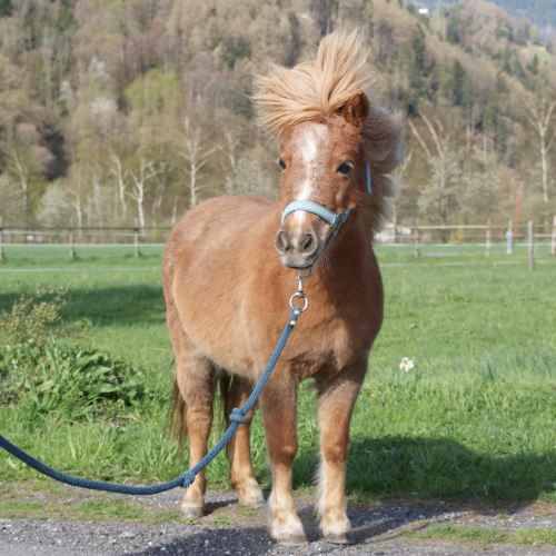 Gipsy