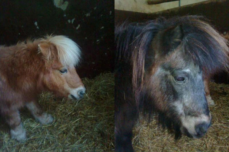 Luna und Charly
