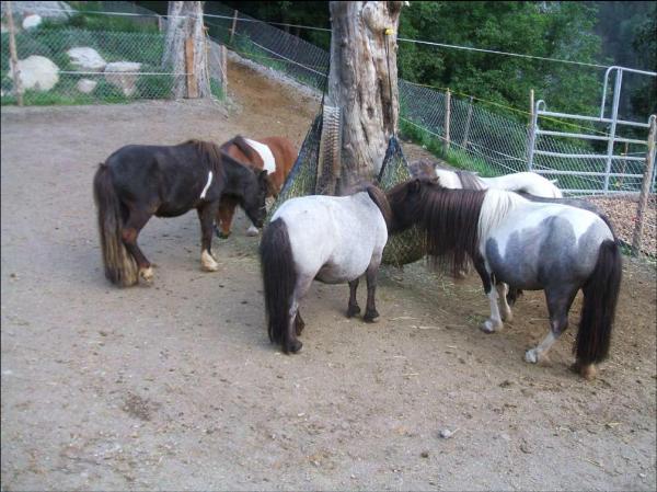 Die Ponys in Valendas