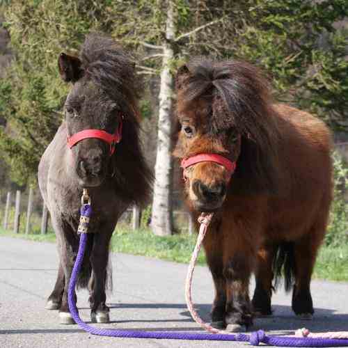 Mogli und Hope